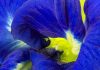 A blue to light your home – and your G&T